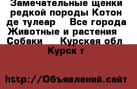 Замечательные щенки редкой породы Котон де тулеар  - Все города Животные и растения » Собаки   . Курская обл.,Курск г.